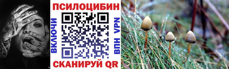 Купить закладки  Новокубанск  Галлюциногенные грибы Psilocybine cubensis 
